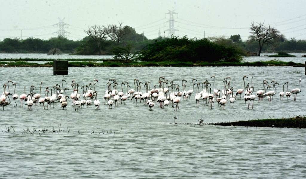 State Wetland Authority (SWA)